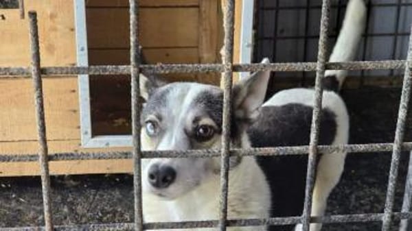 Unsere starke Kämpferin Salali