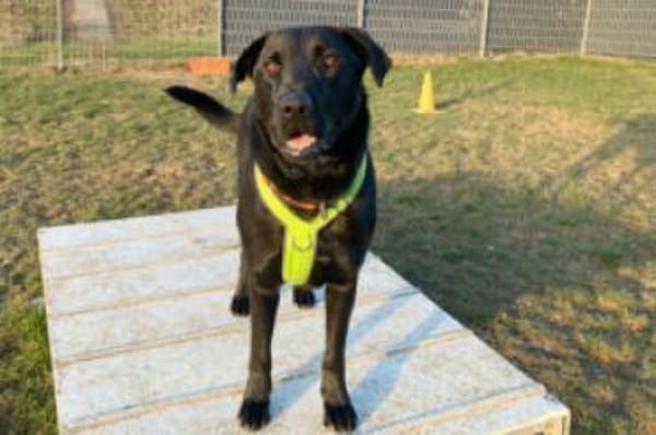 NICKI - bildhübsche Wasserratte