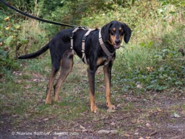 Kwispel ist freundlich und lieb