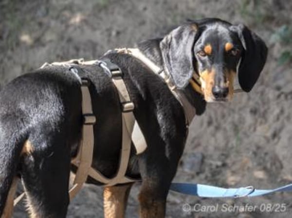 Kwispel ist freundlich und lieb