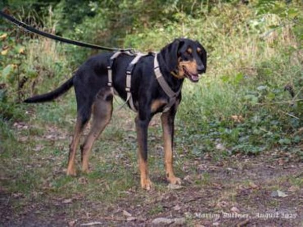 Kwispel ist freundlich und lieb