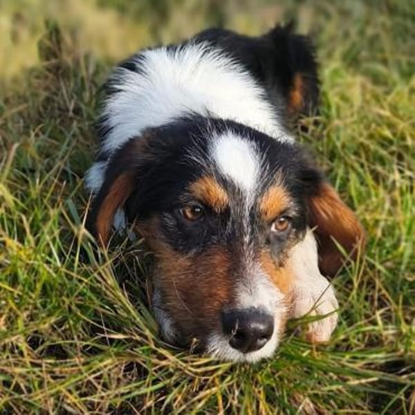 ruhiger Leo ❤ möchte die Welt erkunden