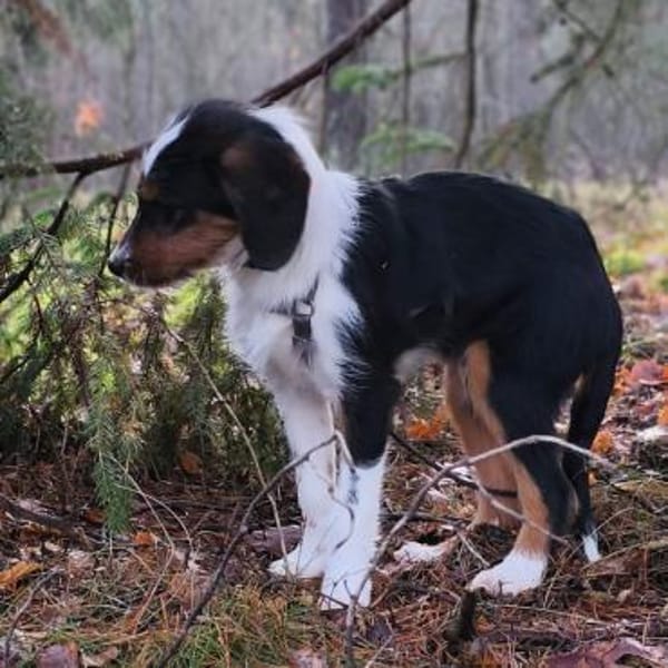 ruhiger Leo ❤ möchte die Welt erkunden
