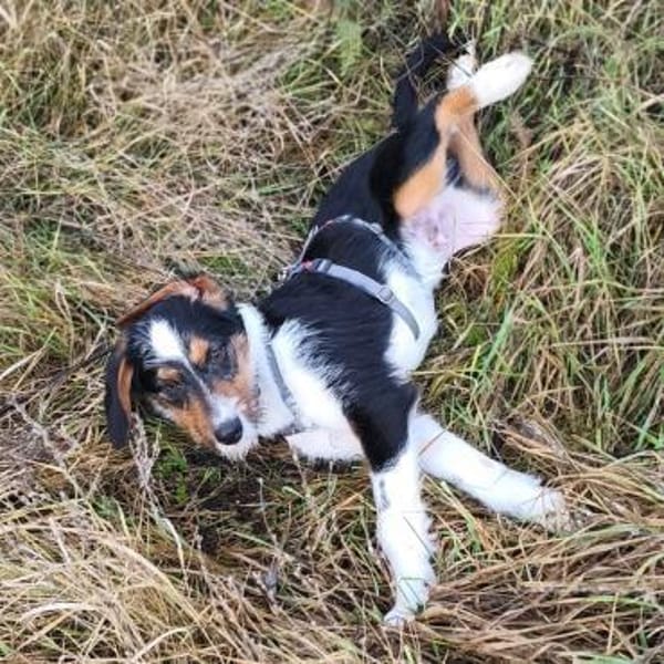 ruhiger Leo ❤ möchte die Welt erkunden