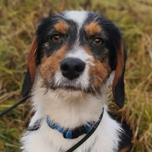 ruhiger Leo ❤ möchte die Welt erkunden