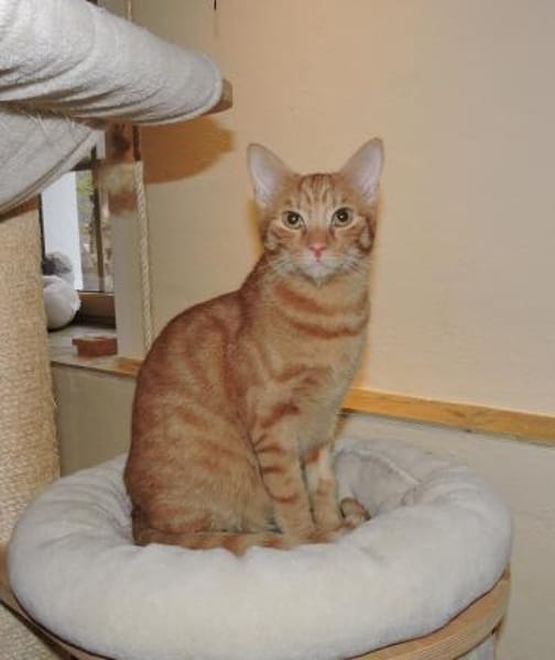 Doniello - Charmeur in ROT