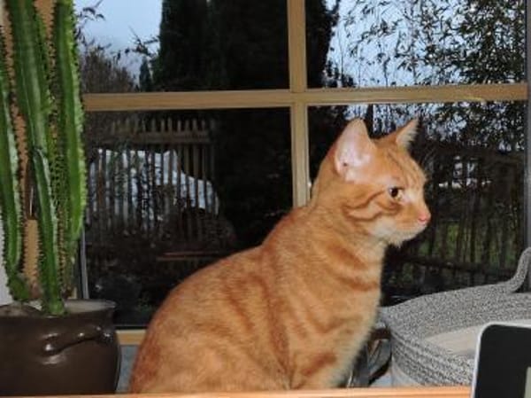 Doniello - Charmeur in ROT