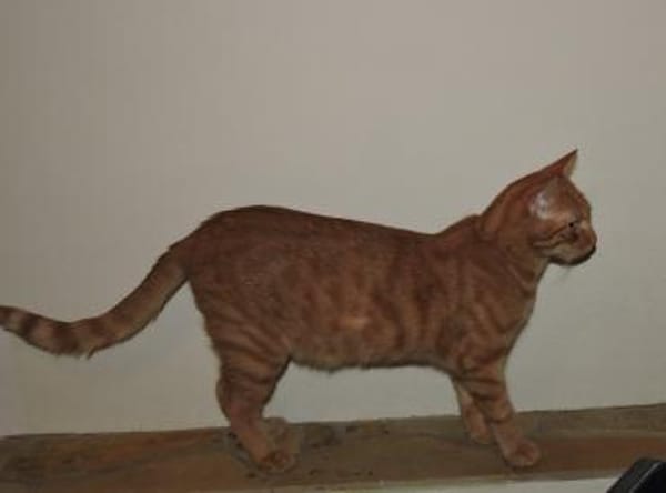 Doniello - Charmeur in ROT