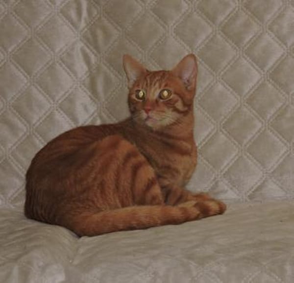 Doniello - Charmeur in ROT