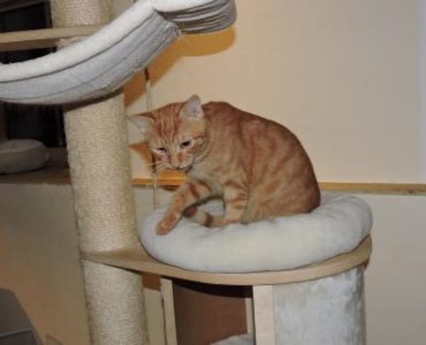 Doniello - Charmeur in ROT