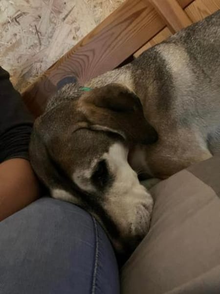 JOJO * GROßartiger Begleiter speziell+