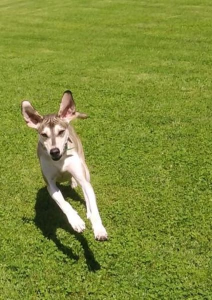 JOJO * GROßartiger Begleiter speziell+