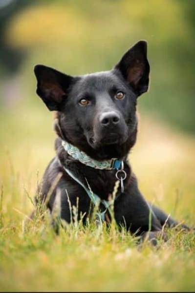 PUMBA * gelehriger aktiver Sportstyp