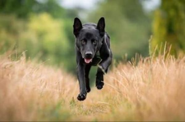 PUMBA * gelehriger aktiver Sportstyp