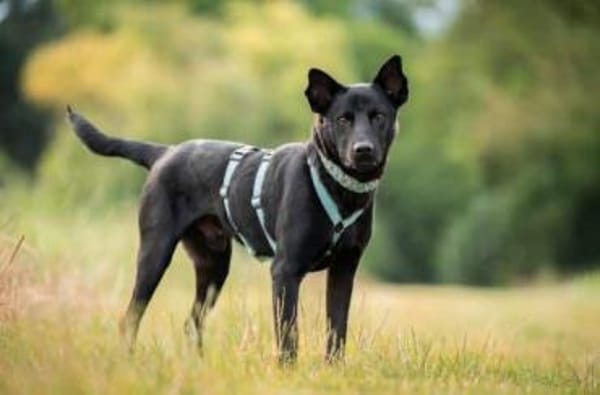 PUMBA * gelehriger aktiver Sportstyp