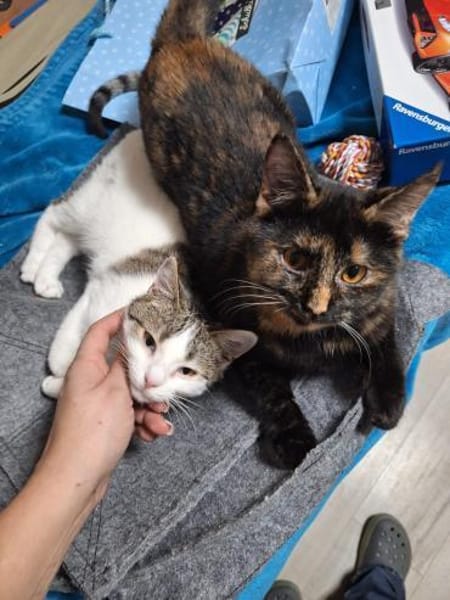 Molly und Rubi Geschwister suchen Glück