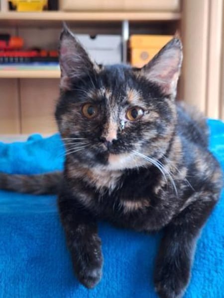 Molly und Rubi Geschwister suchen Glück