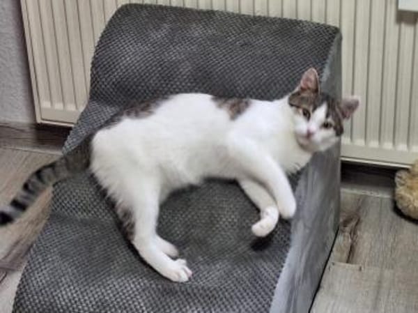 Molly und Rubi Geschwister suchen Glück