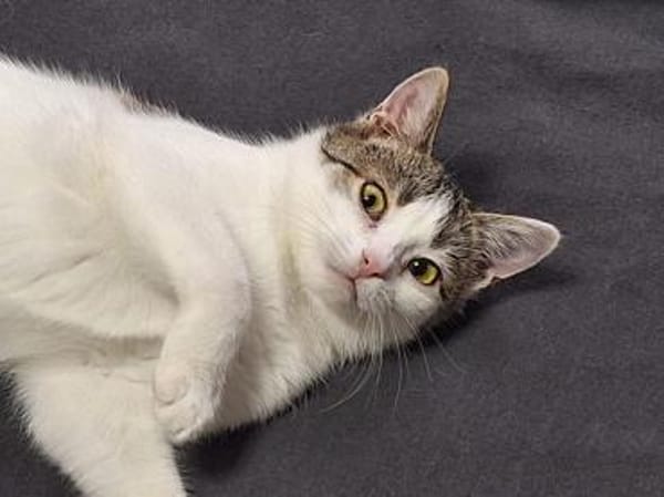 Molly und Rubi Geschwister suchen Glück