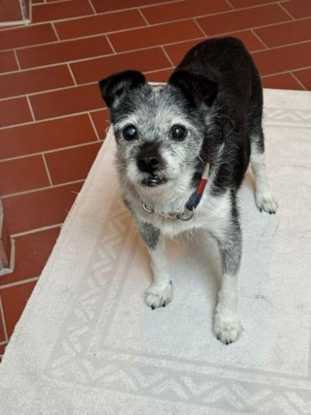 Loopings nun unerwünscht: 🧡 Paloma