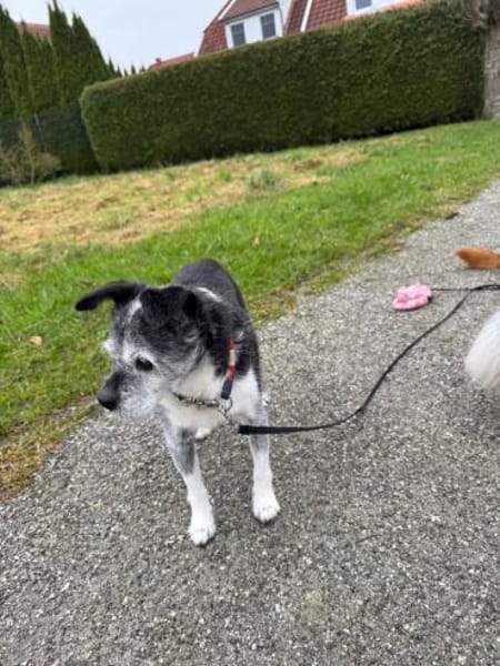 Loopings nun unerwünscht: 🧡 Paloma