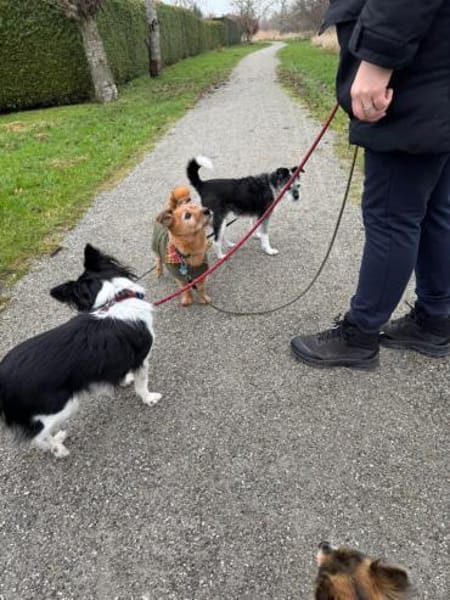 Loopings nun unerwünscht: 🧡 Paloma