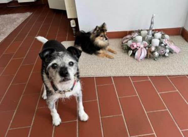 Loopings nun unerwünscht: 🧡 Paloma