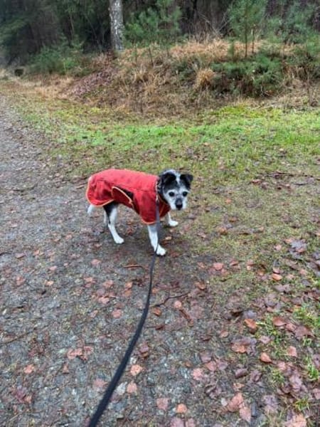 Loopings nun unerwünscht: 🧡 Paloma