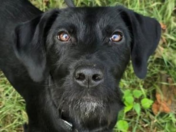 Raven - die Abenteuerlustige