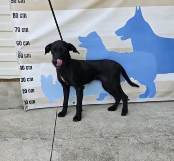 Raven - die Abenteuerlustige