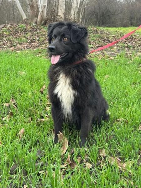 Malisch- ein  gutmütiger junghund