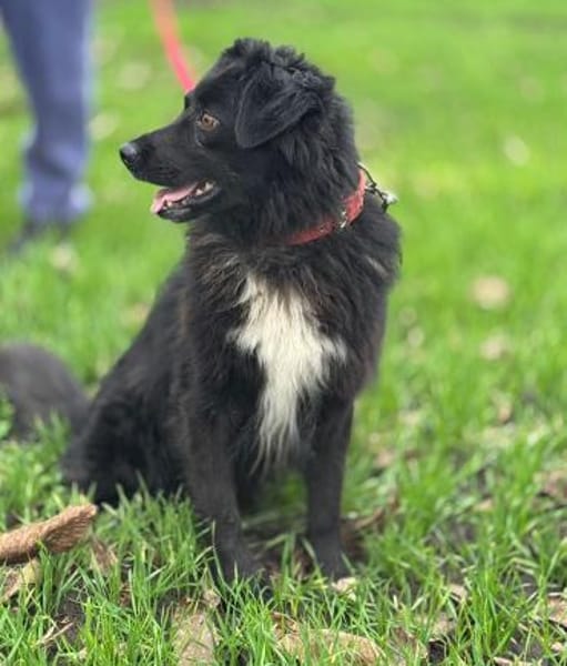 Malisch- ein  gutmütiger junghund