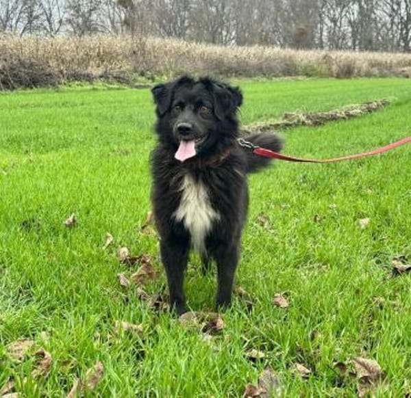 Malisch- ein  gutmütiger junghund