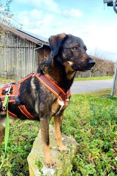 Scooby wartet in 74391 Erligheim!