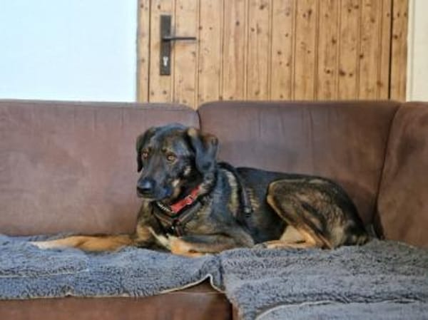 Scooby wartet in 74391 Erligheim!