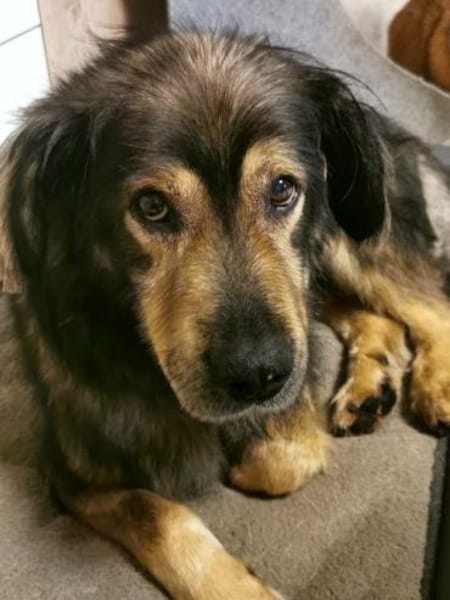 Zordon von kettenlos