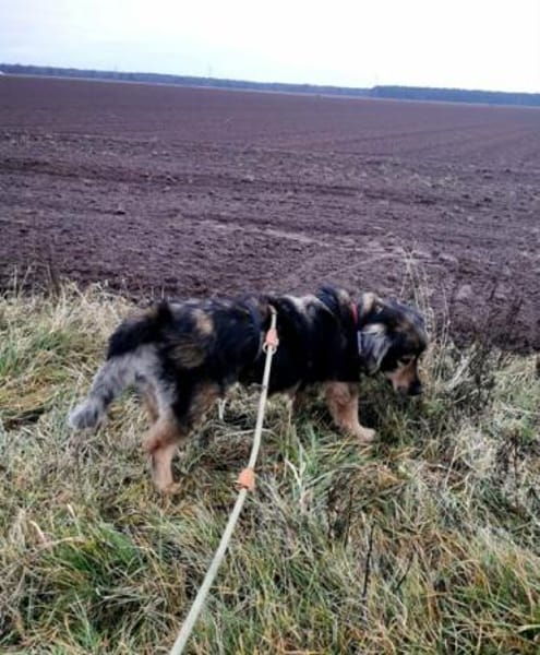 Zordon von kettenlos