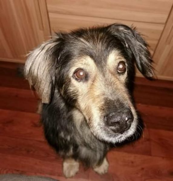 Zordon von kettenlos