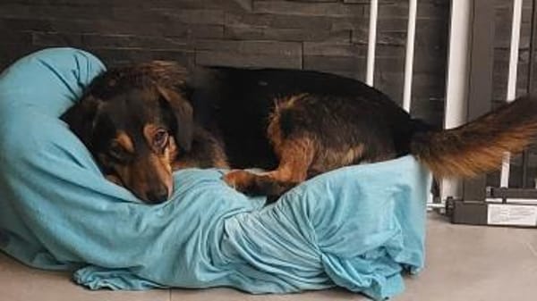 Lina kleine Kämpferin sucht ihre Mensche