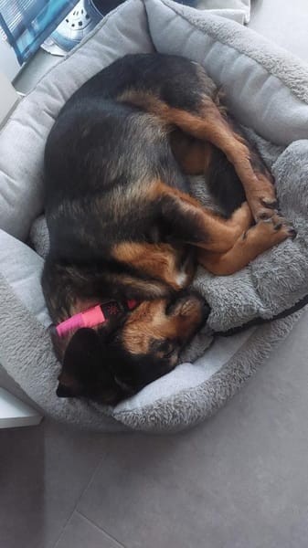 Lina kleine Kämpferin sucht ihre Mensche