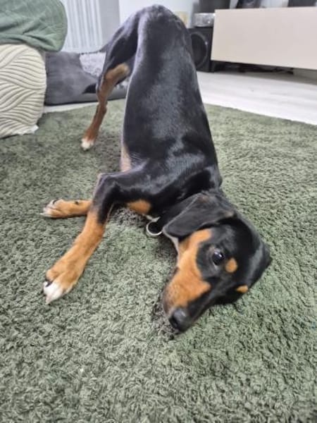 💕Maya💕 sucht sportliches Zuhause