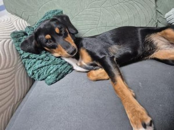 💕Maya💕 sucht sportliches Zuhause