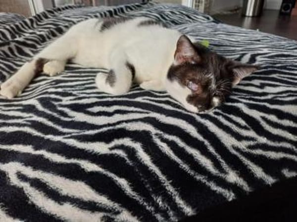 Willi sucht ein Für-Immer-Zuhause