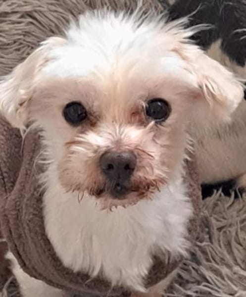 Bolte  in 47506 Neukirchen-Vlyn