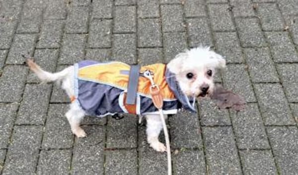 Bolte  in 47506 Neukirchen-Vlyn