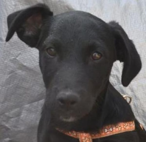 Pancho - weggeworfen