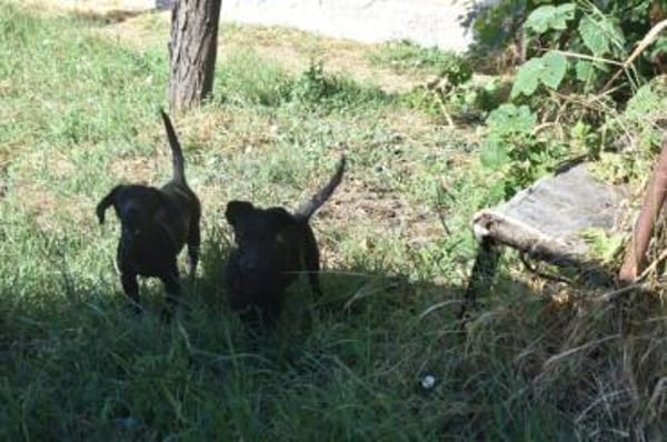 Pancho - weggeworfen