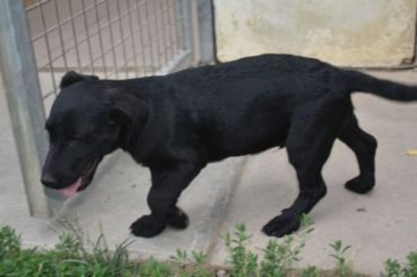 Pancho - weggeworfen