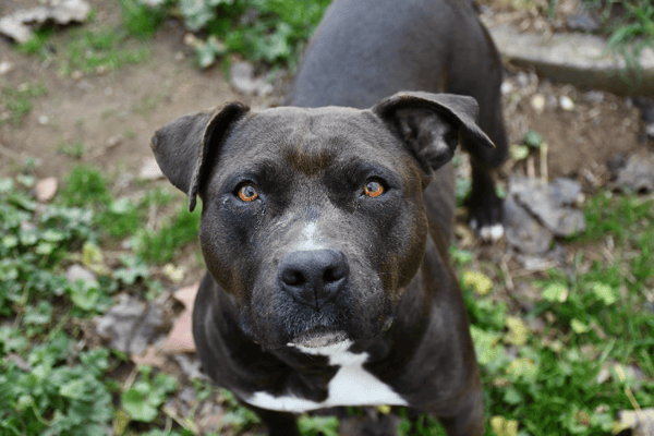 Boulette (en cours d'adoption)