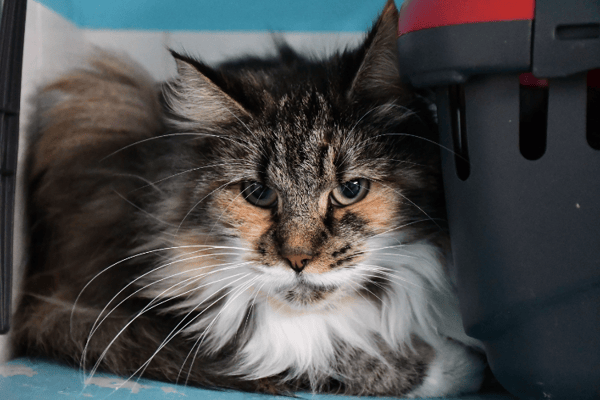 REINE (En cours d'adoption)